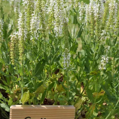 公寓 雷特梅各生物旅馆 *